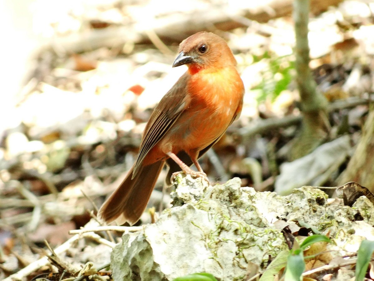 Red-throated Ant-Tanager - ML24850281