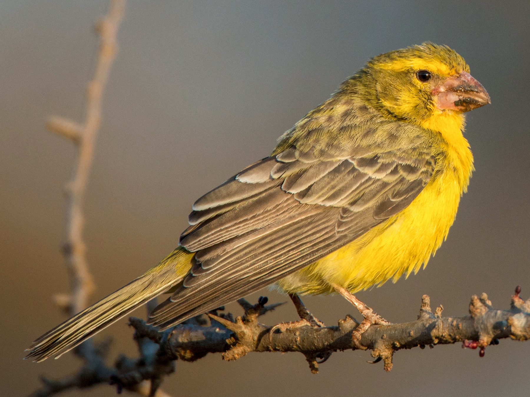 Northern Grosbeak-Canary - Ian Davies