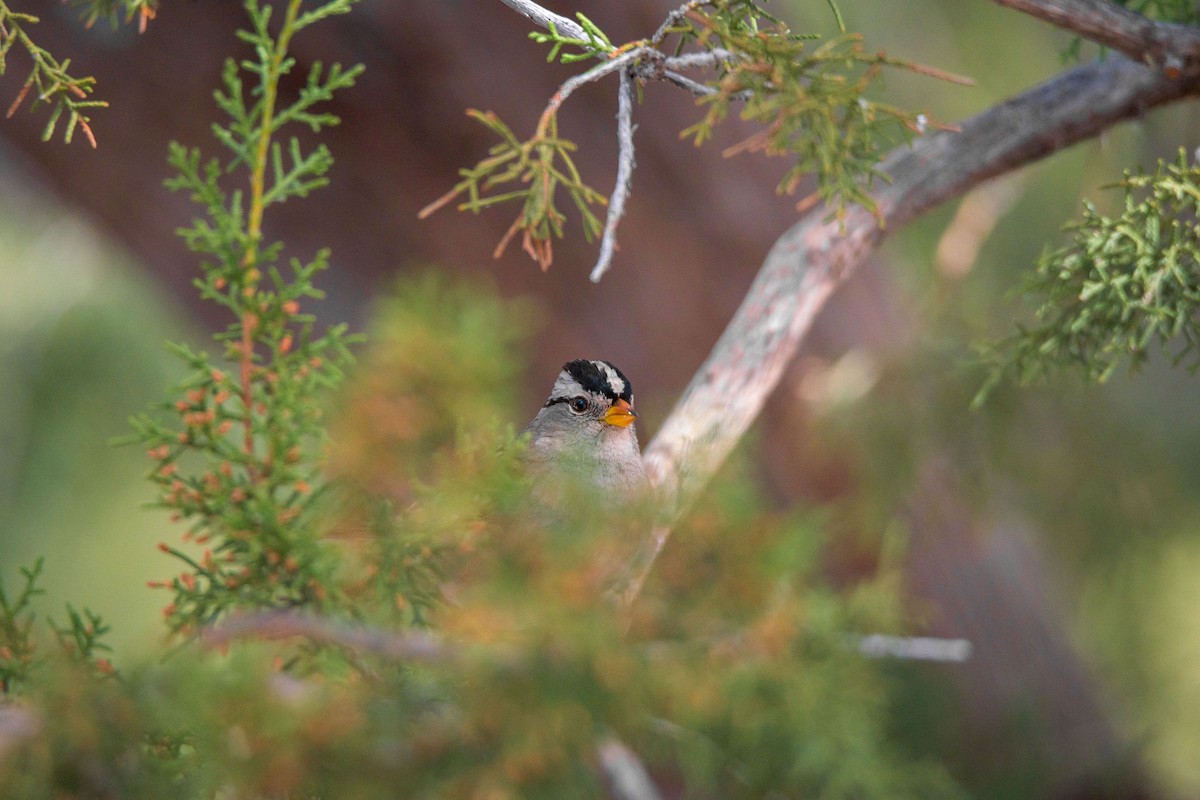 White-crowned Sparrow - Elaine Roche