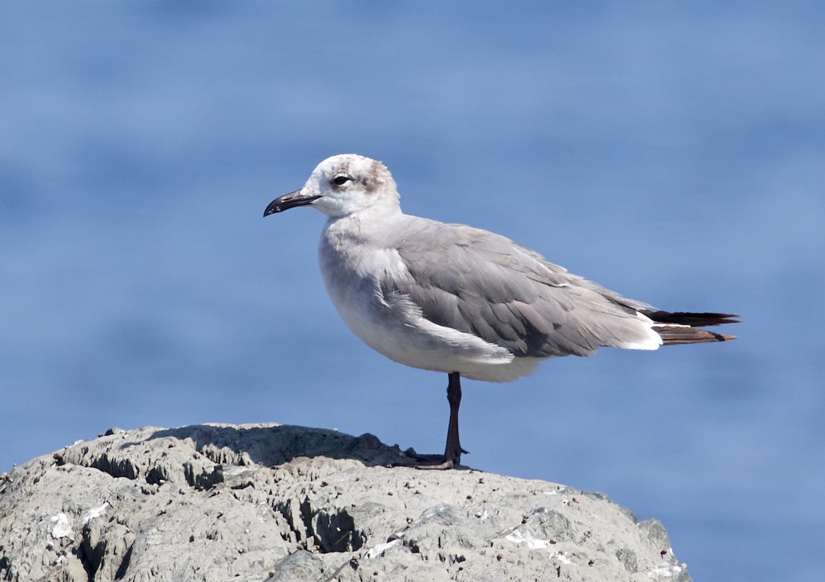 Laughing Gull - Patrice St-Pierre