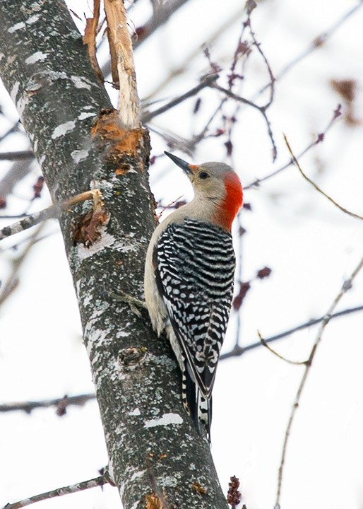 Red-bellied Woodpecker - ML24850571