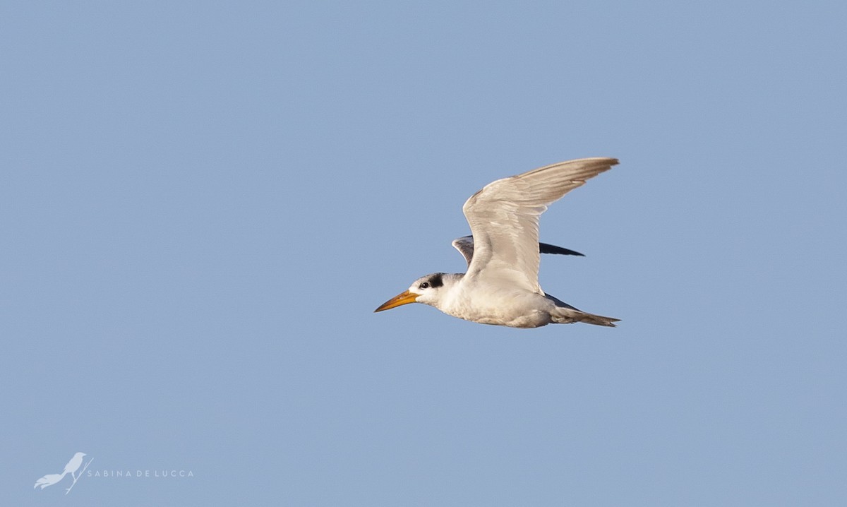 Large-billed Tern - Aves-del-Taragüí/ SabinaDeLucca