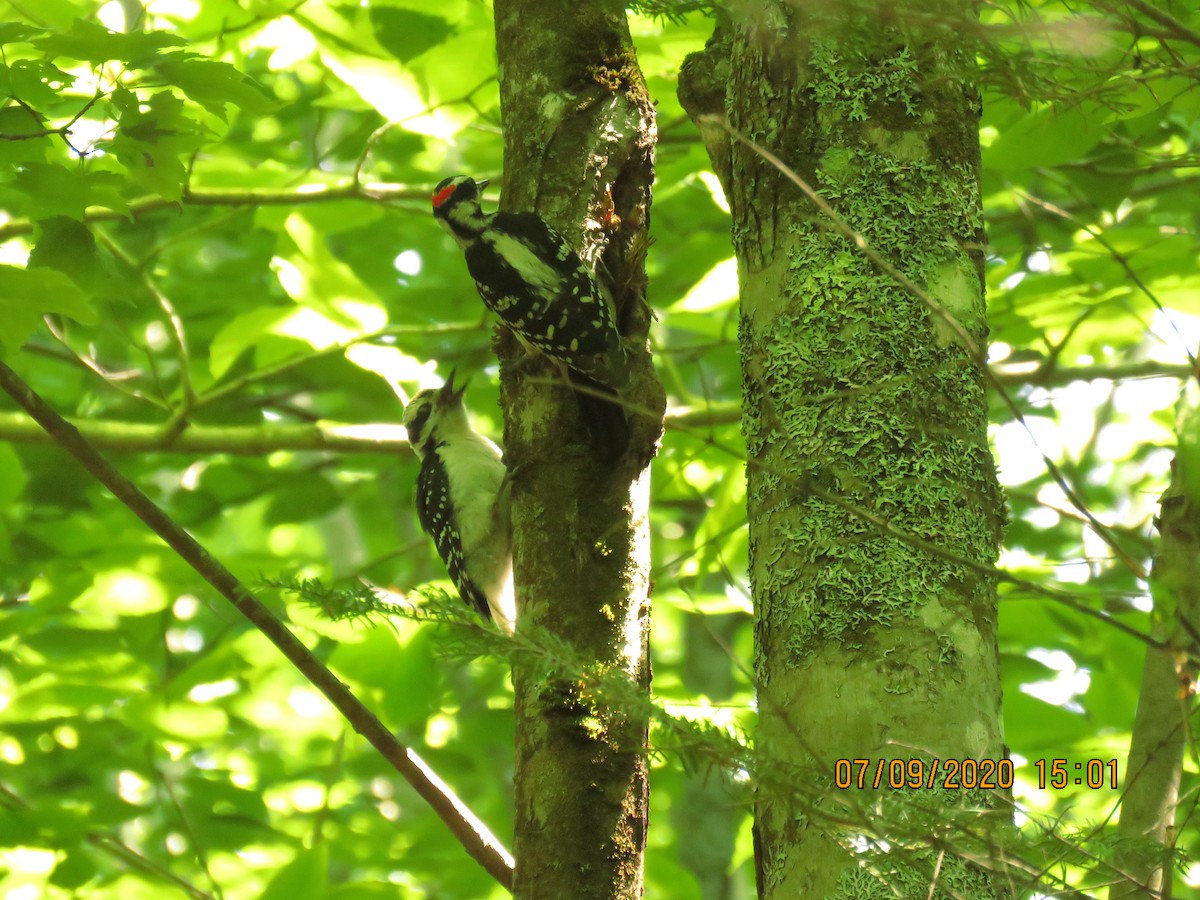 Hairy Woodpecker - ML248508151