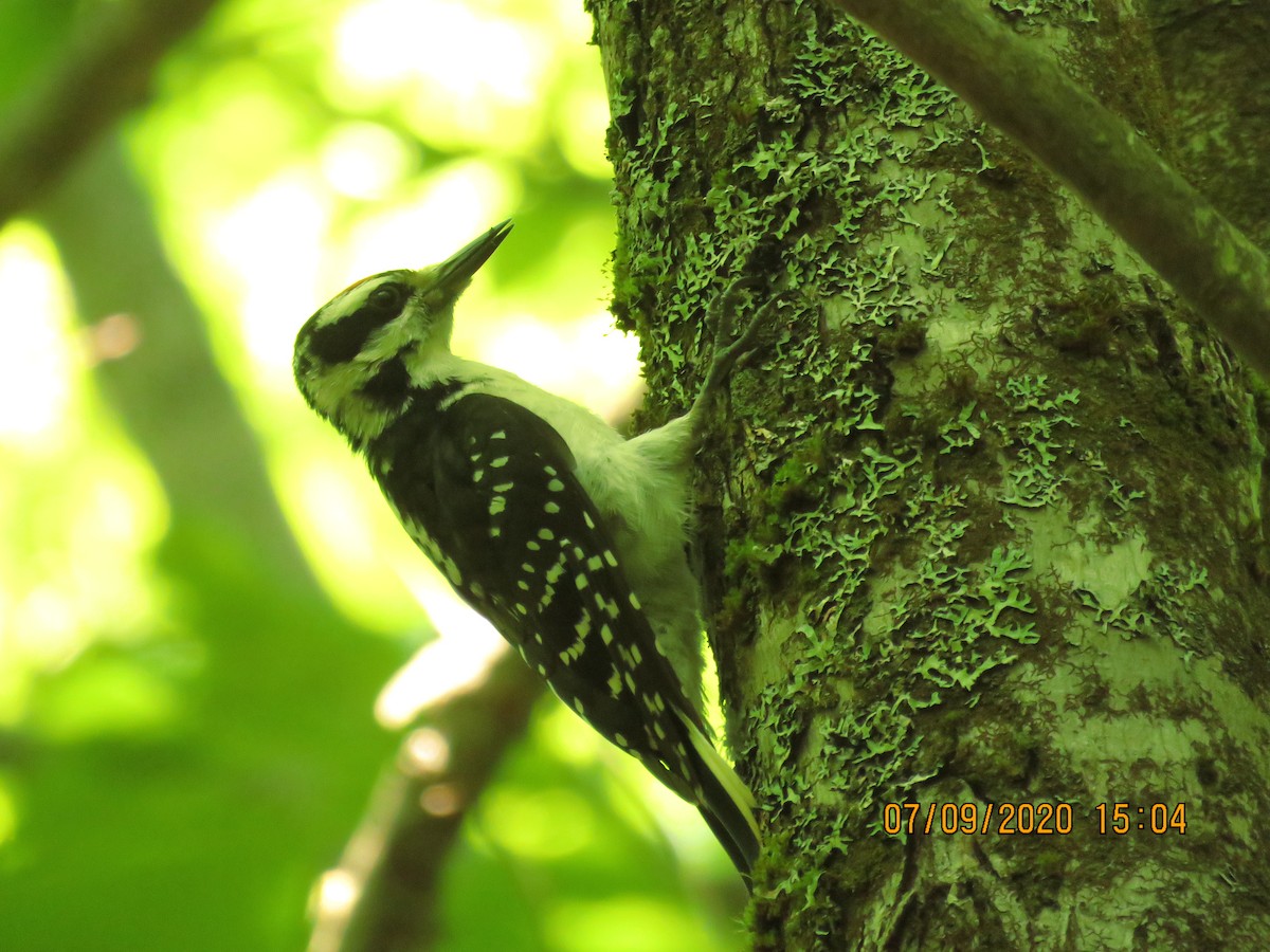 Hairy Woodpecker - ML248508231