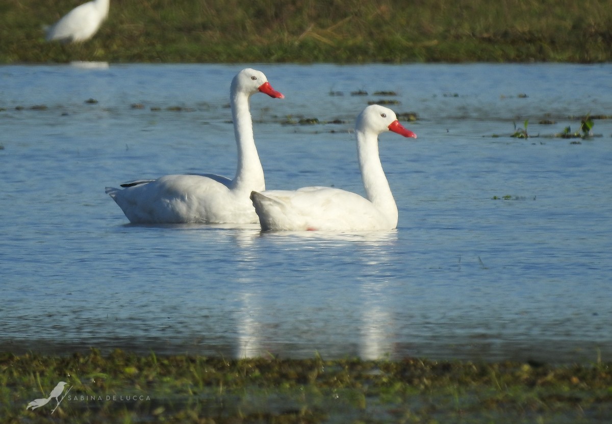 Coscoroba Swan - Aves-del-Taragüí/ SabinaDeLucca