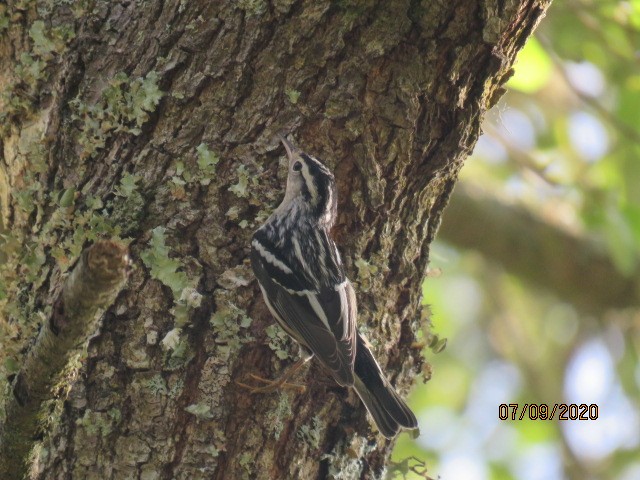 Black-and-white Warbler - ML248509081