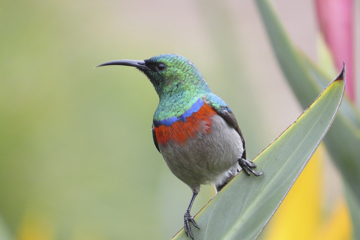 Southern Double-collared Sunbird - ML24850961