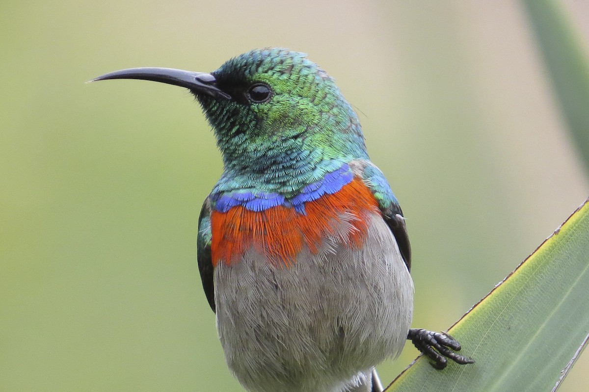 Southern Double-collared Sunbird - ML24851011
