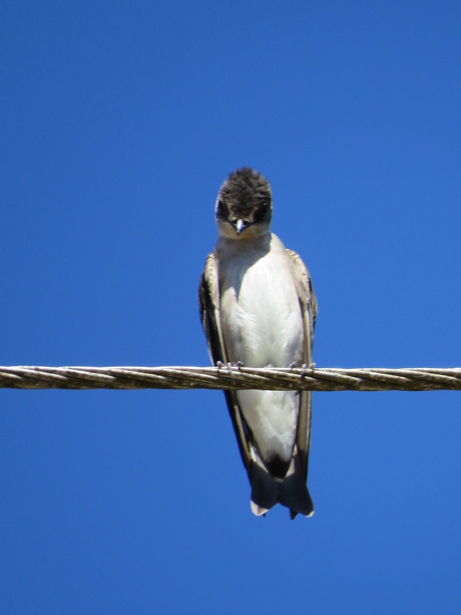 Northern Rough-winged Swallow (Ridgway's) - ML24851031