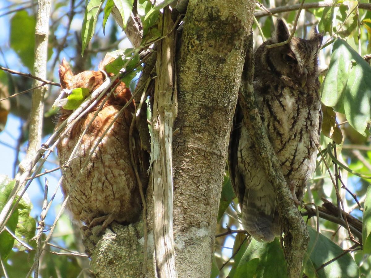 Middle American Screech-Owl - Great Mayan Birding by Ichi Tours