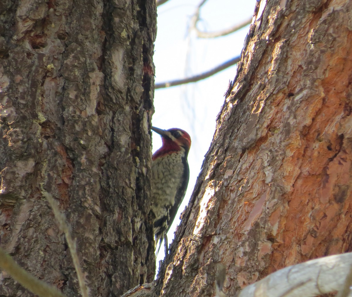 Red-breasted Sapsucker - ML24851451