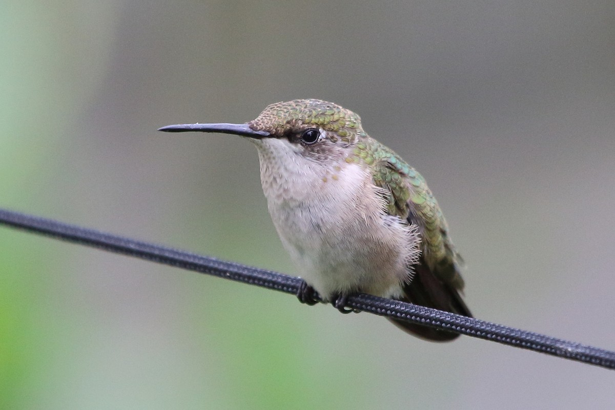 Ruby-throated Hummingbird - Jeff Bryant