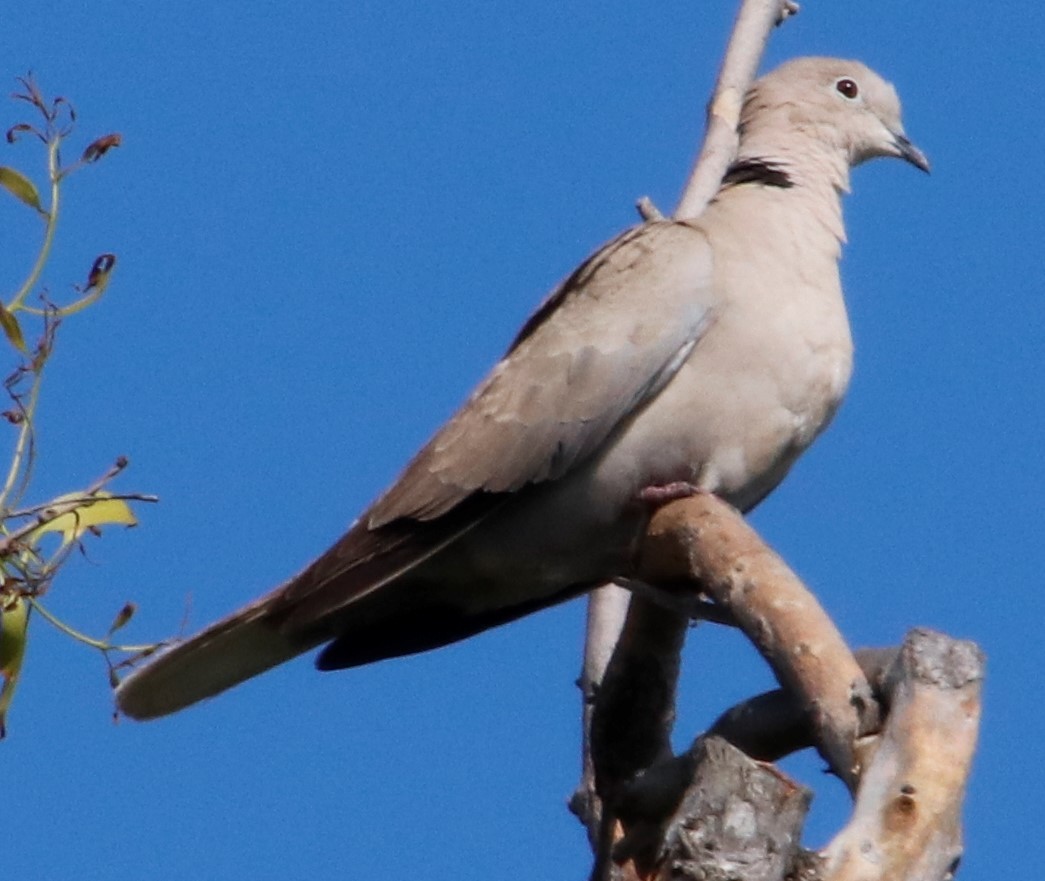 Eurasian Collared-Dove - Barry Spolter