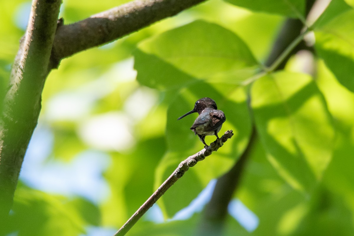Ruby-throated Hummingbird - Ian Campbell