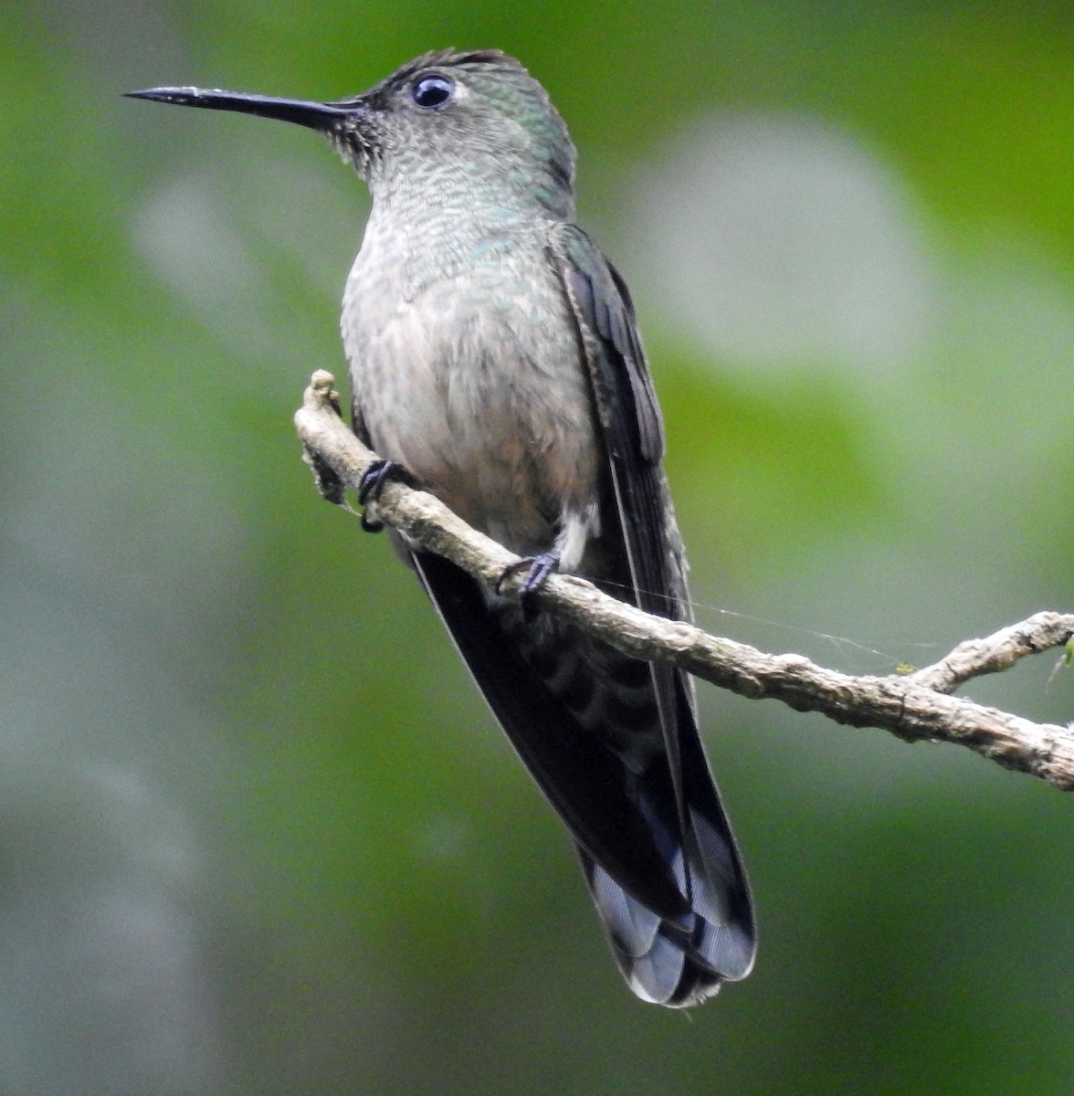 Scaly-breasted Hummingbird - ML248530471