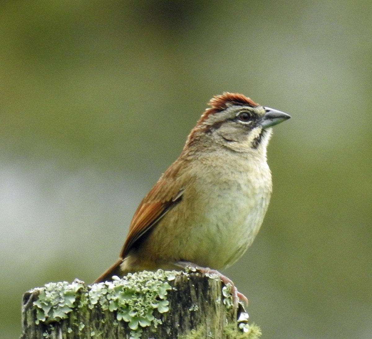 Rusty Sparrow - ML248530481