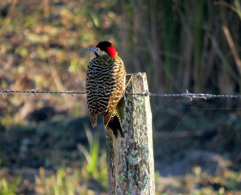 Green-barred Woodpecker - Juan Muñoz de Toro