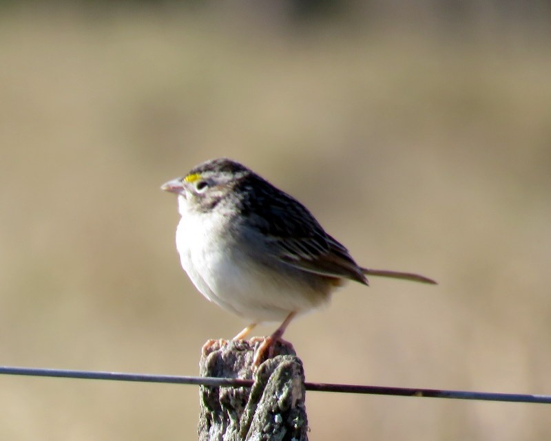 Grassland Sparrow - ML248533251