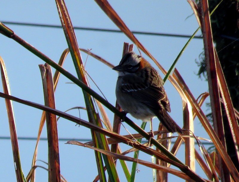Rufous-collared Sparrow - Juan Muñoz de Toro