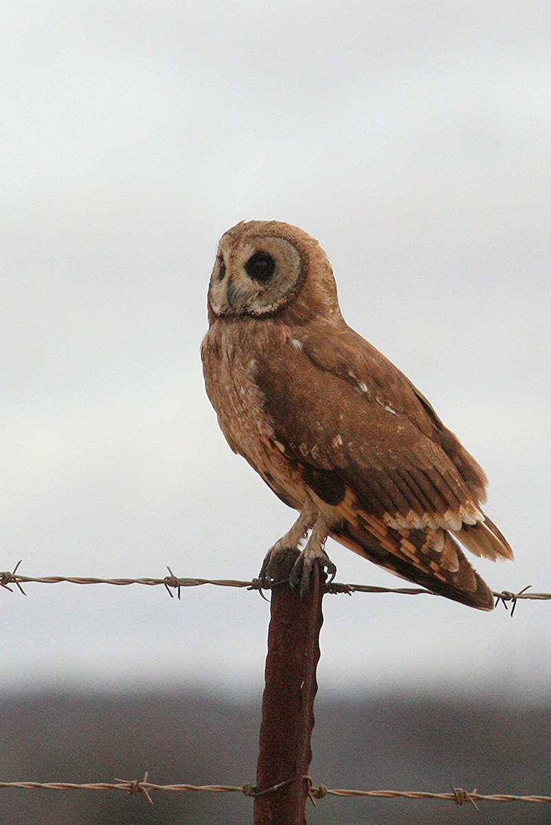 Marsh Owl - ML248533681
