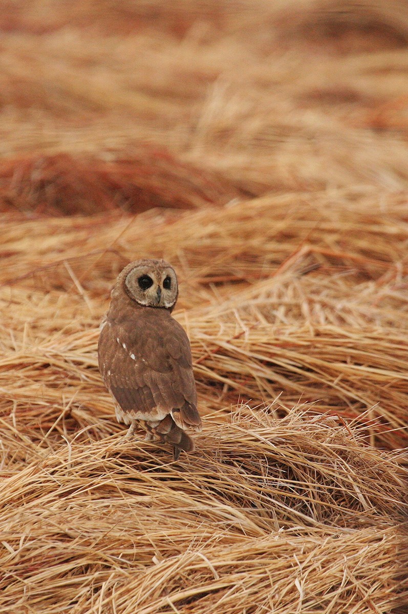 Marsh Owl - ML248533771