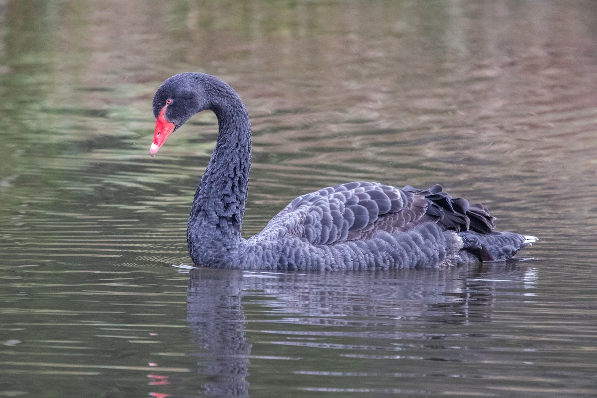 Black Swan - ML248538191