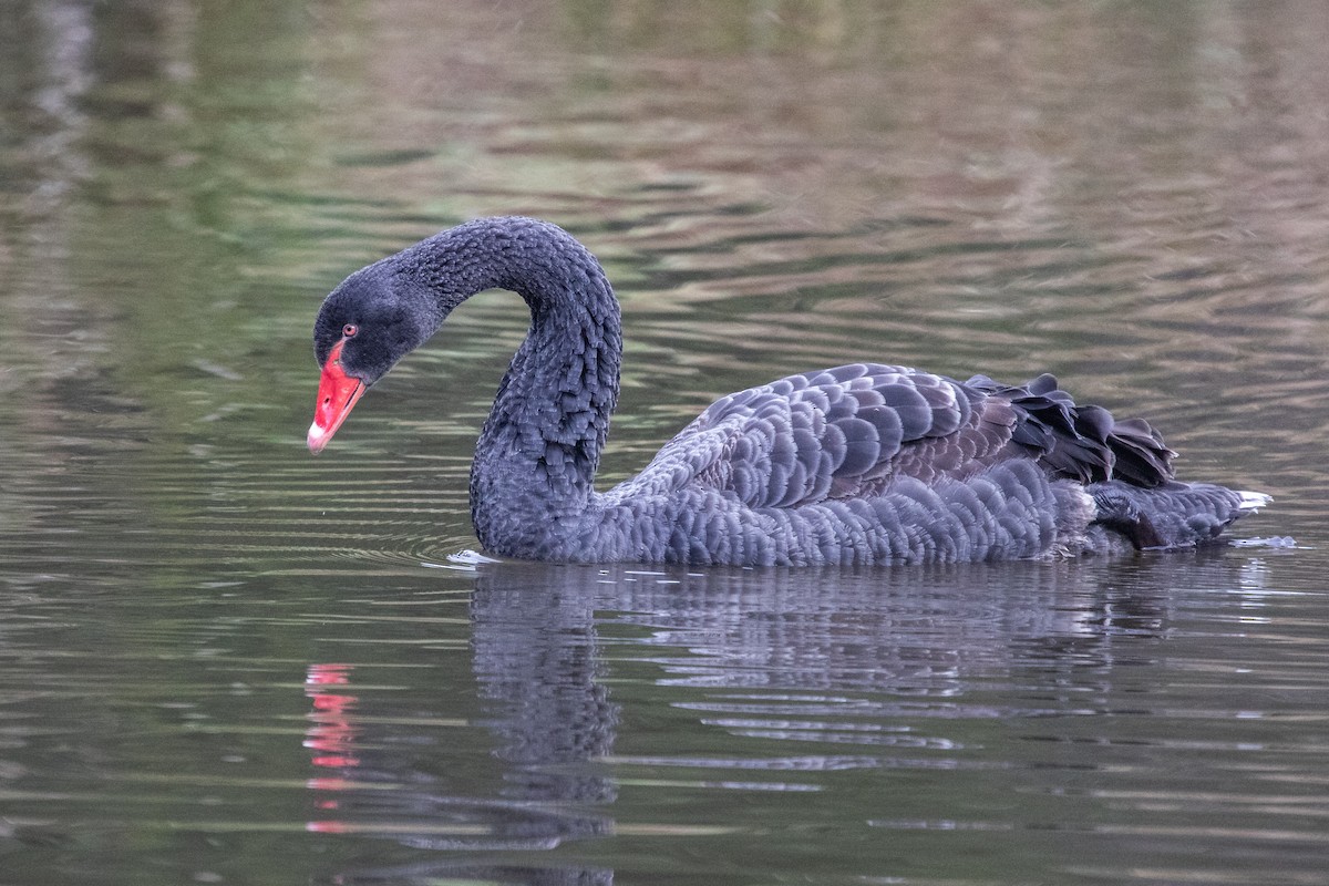 Black Swan - Ramit Singal