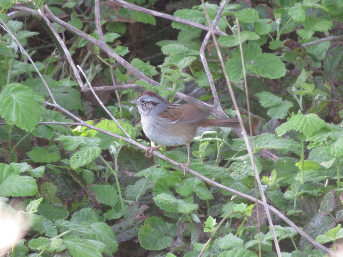 Swamp Sparrow - Kent Forward