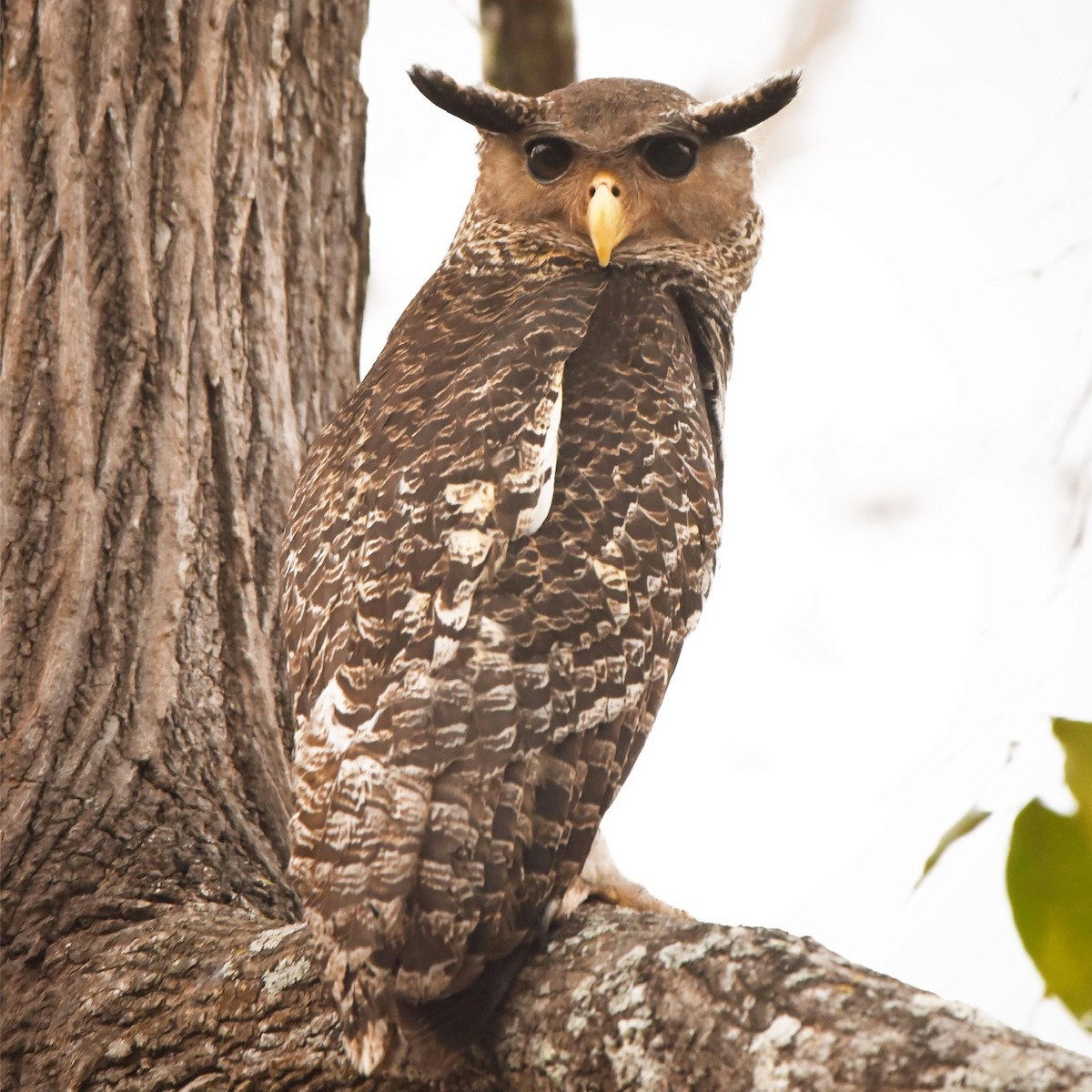 Spot-bellied Eagle-Owl - Sunita Goolium Ravi