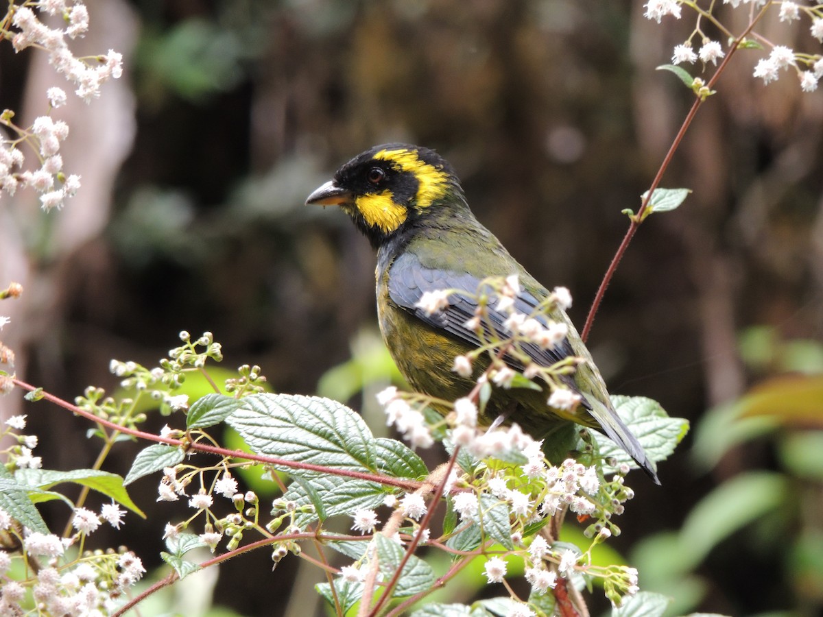 Gold-ringed Tanager - ML24854881