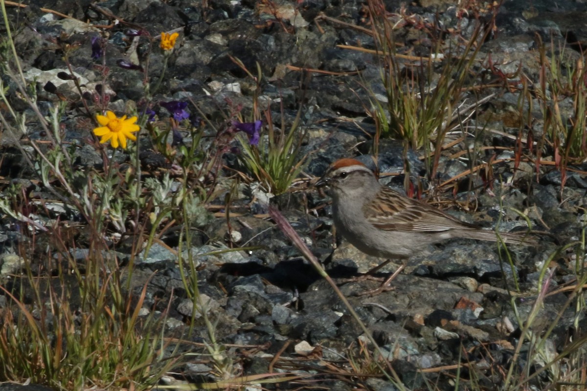 Chipping Sparrow - ML248548831