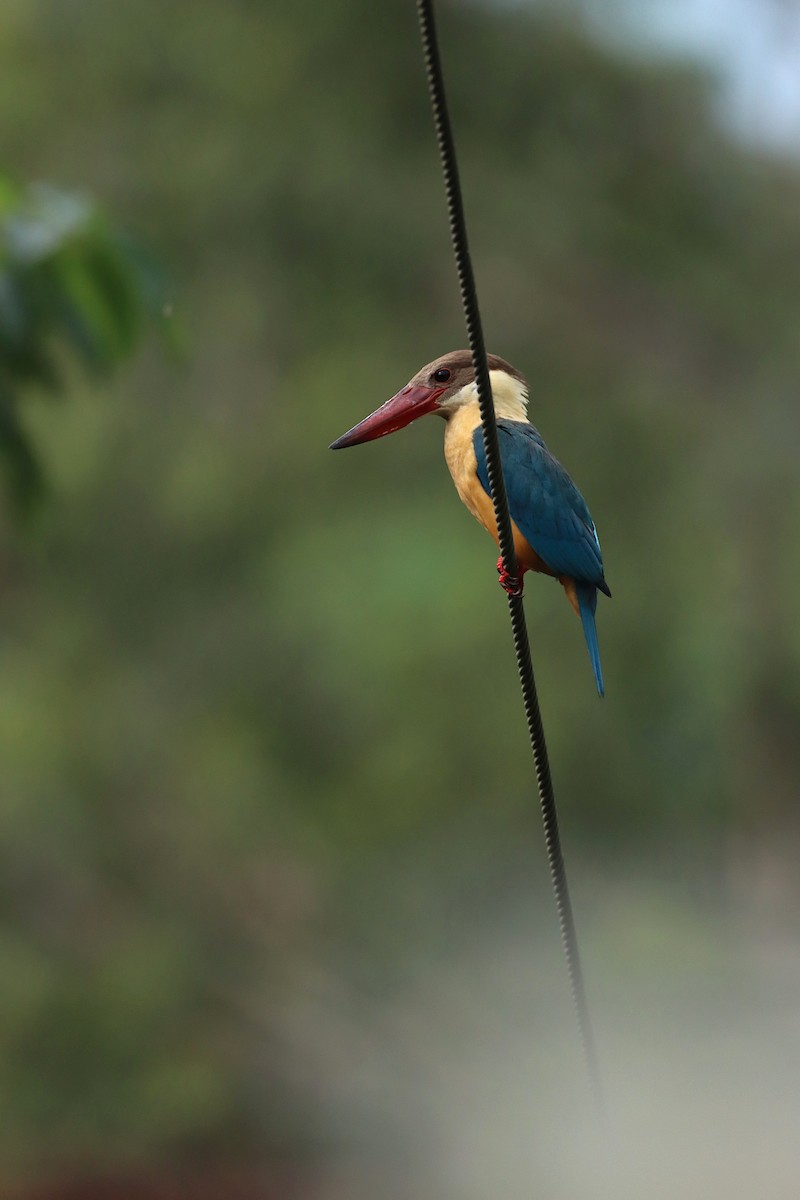 Stork-billed Kingfisher - ML248551561