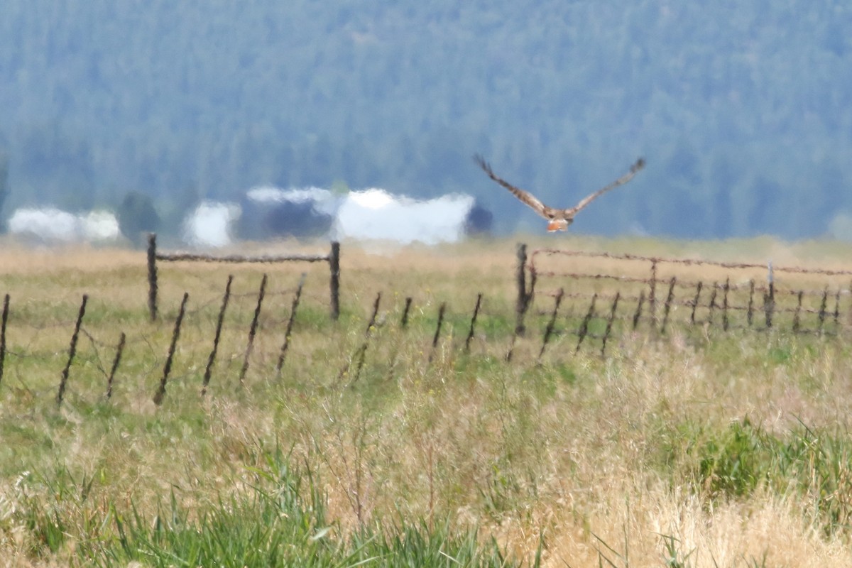 Red-tailed Hawk - ML248551661