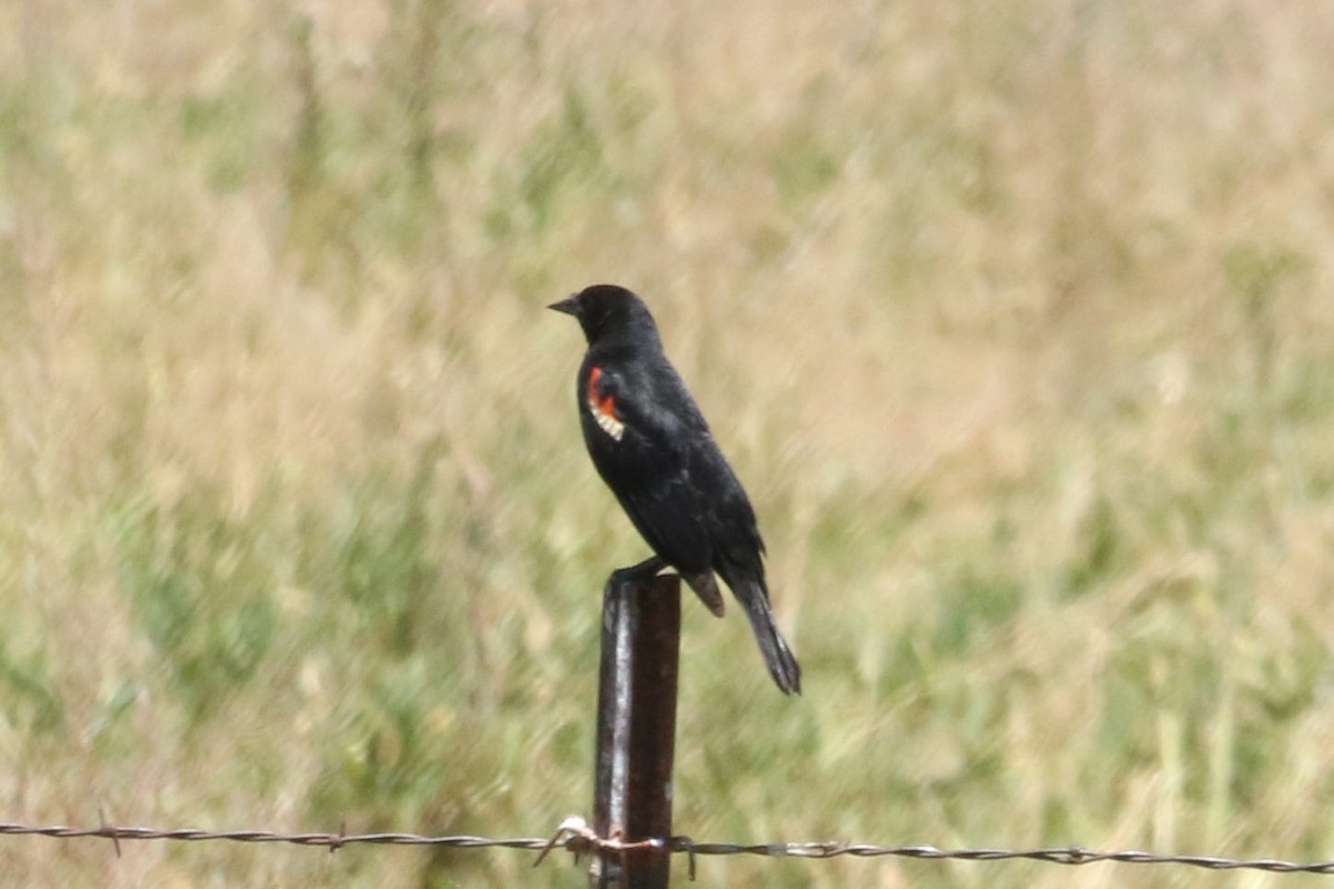 Red-winged Blackbird - Sandi Pensinger