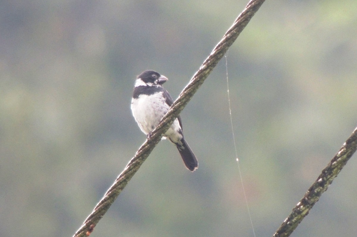 Variable Seedeater - ML24855221