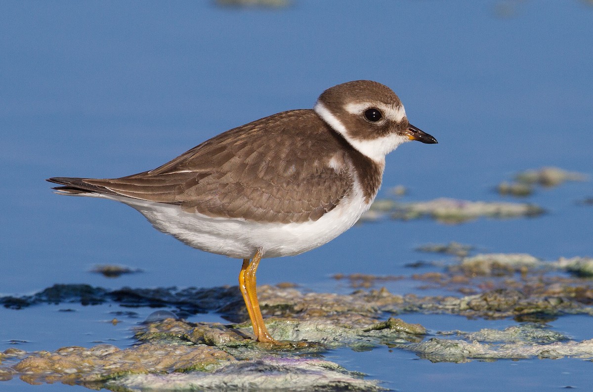 Common Ringed Plover - ML248555031