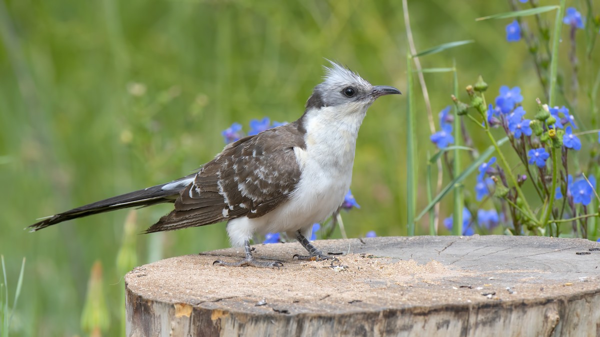Great Spotted Cuckoo - ML248555831
