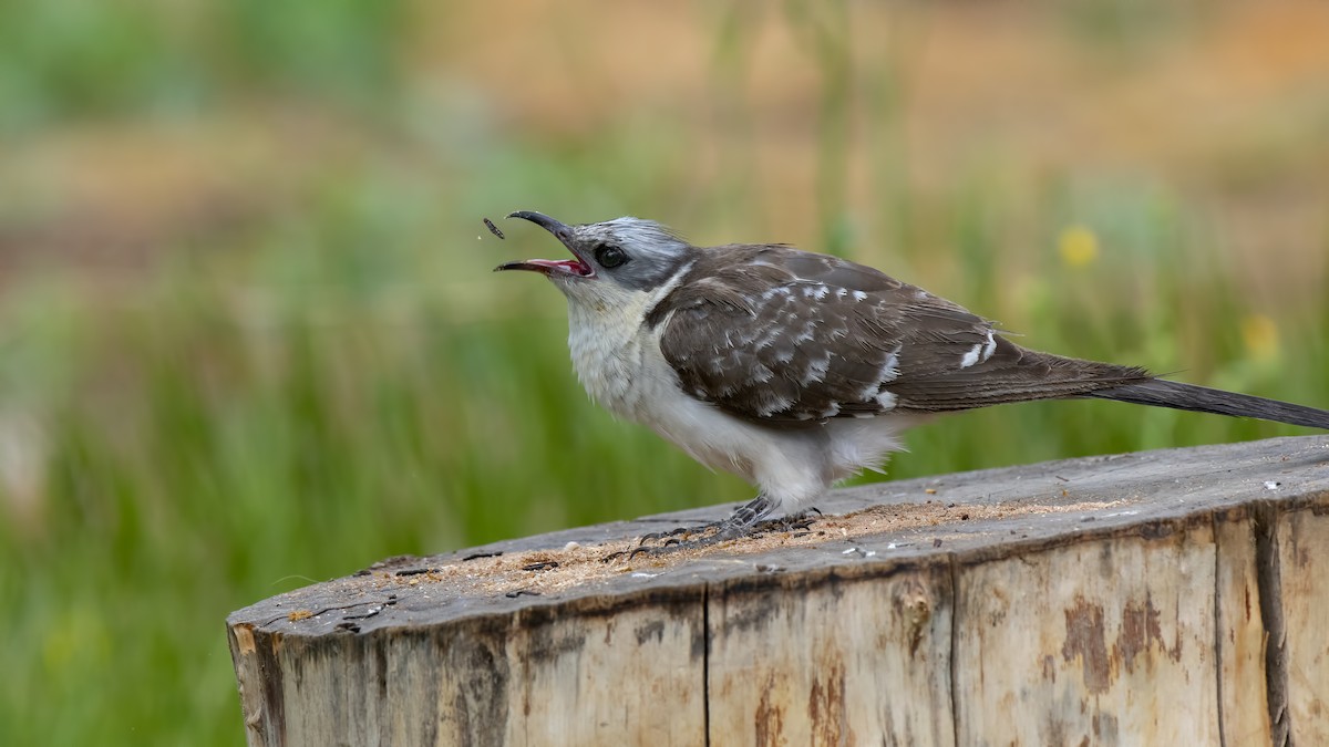 Great Spotted Cuckoo - ML248555841