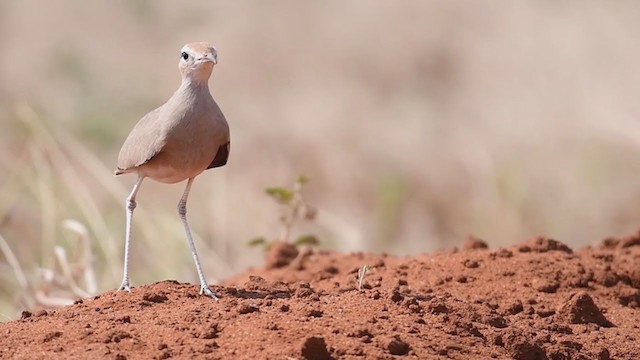 Somalirennvogel - ML248557161