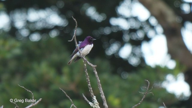 Violet-backed Starling - ML248562551
