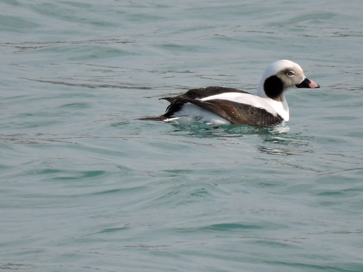 Long-tailed Duck - ML24856321