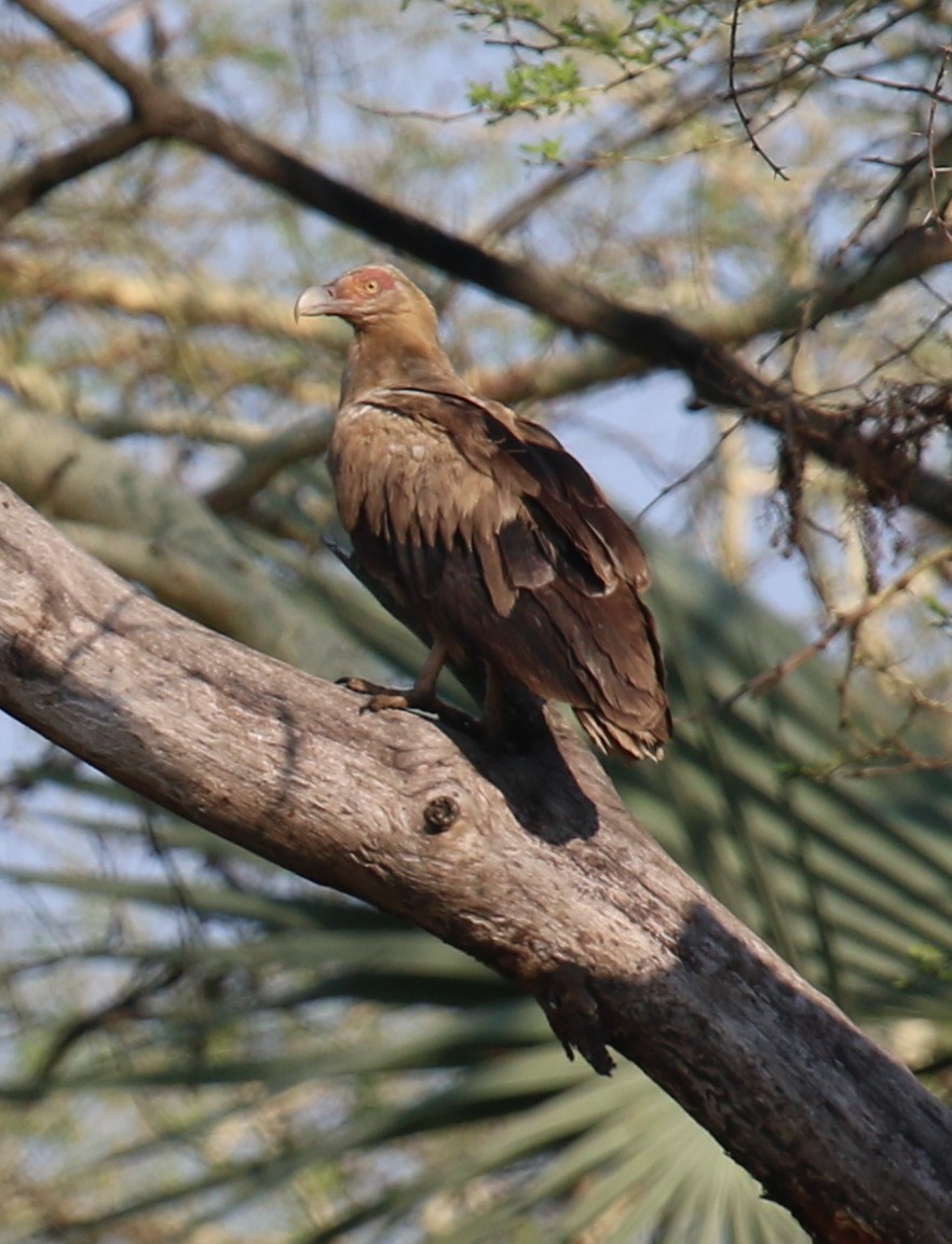 Palm-nut Vulture - ML248563231