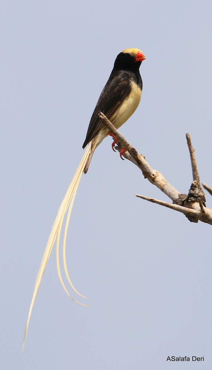 Straw-tailed Whydah - ML248563651