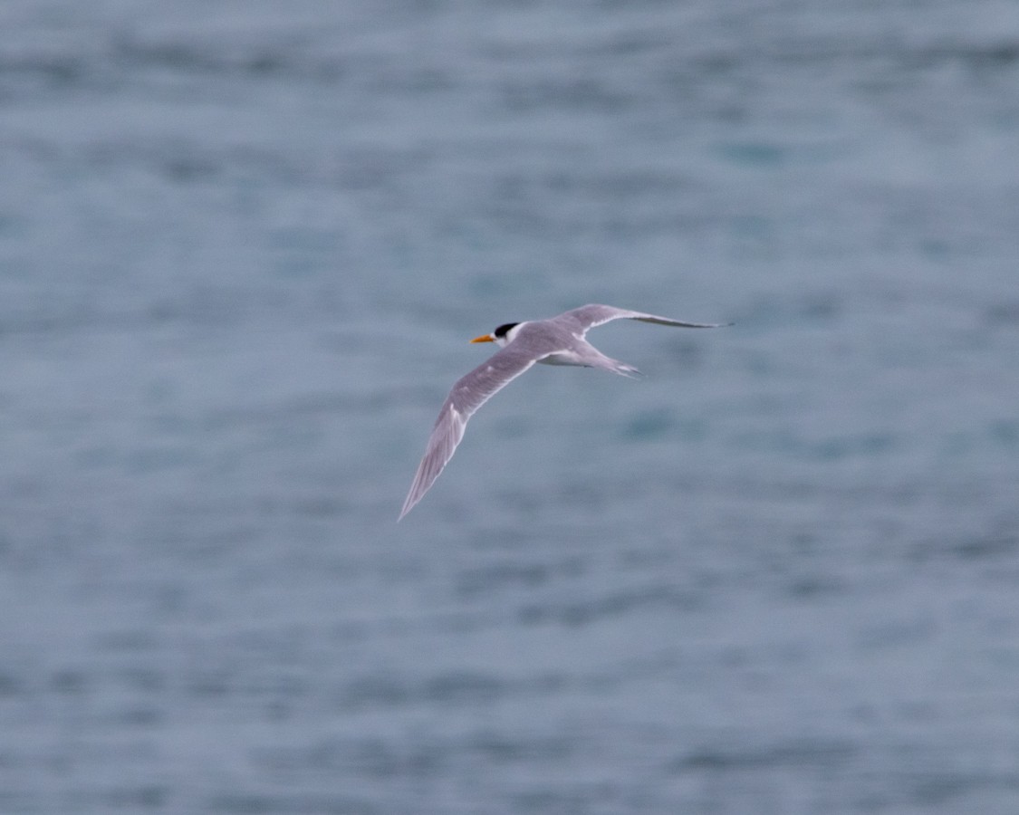 Great Crested Tern - ML248565961
