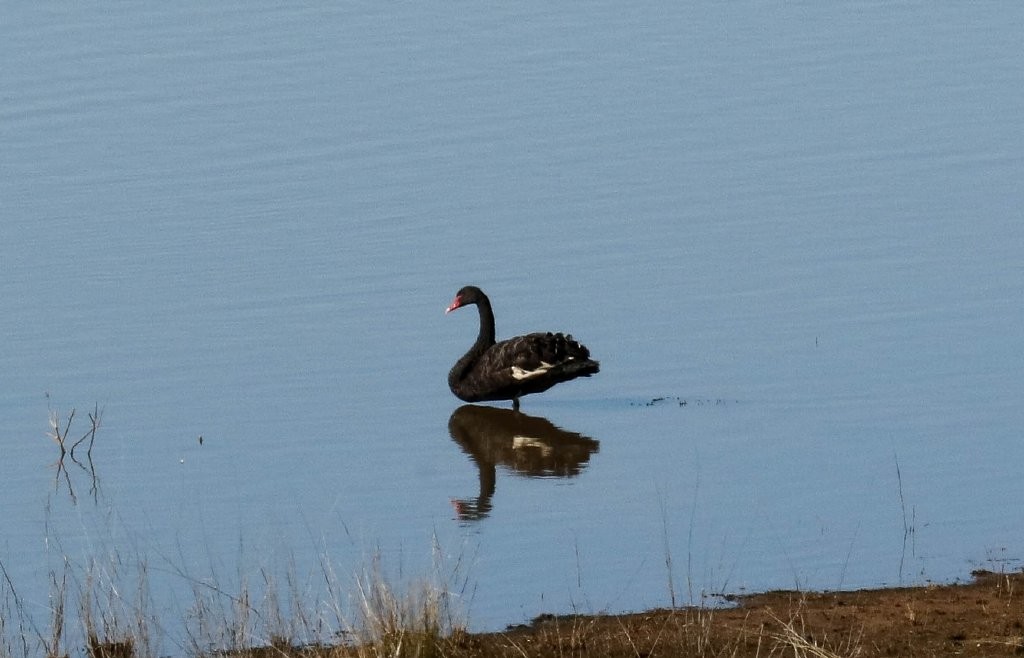 Black Swan - Hickson Fergusson
