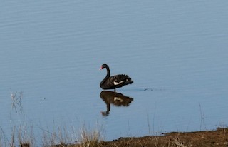 Black Swan, ML248566601