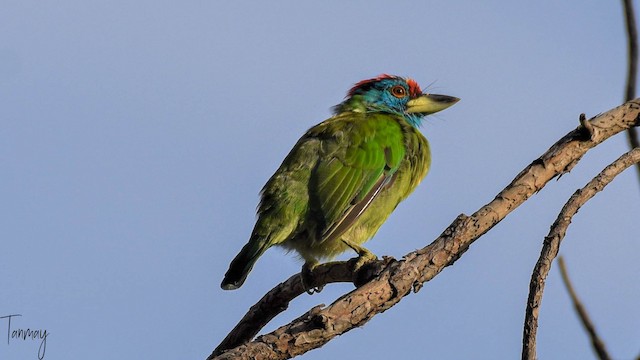 Blue-throated Barbet undergoing Definitive Prebasic Molt (subspecies <em class="SciName notranslate">asiaticus</em>). - Blue-throated Barbet - 