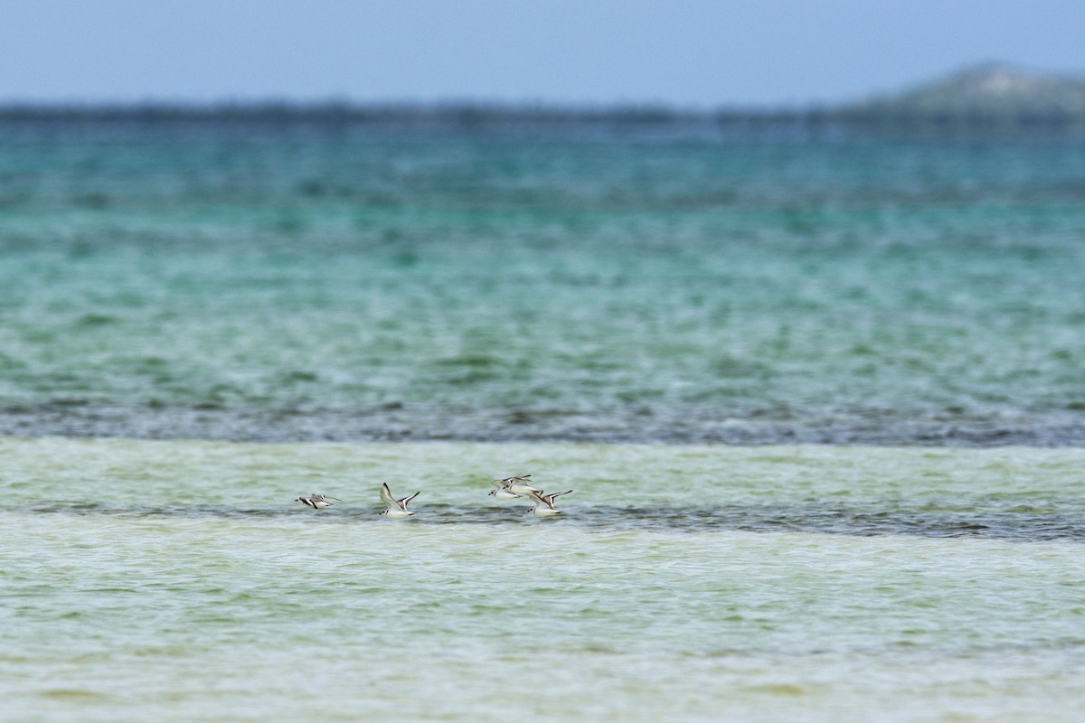 Piping Plover - ML24857021
