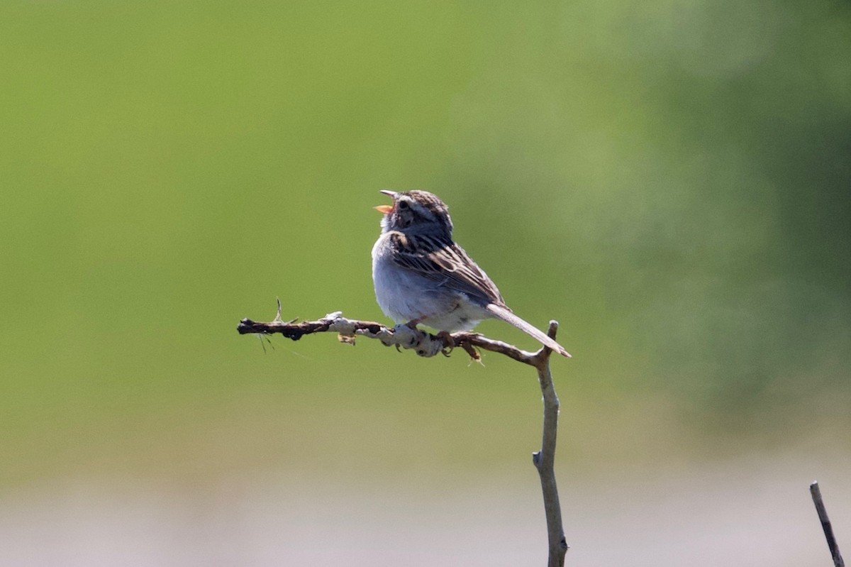 Clay-colored Sparrow - ML248573061