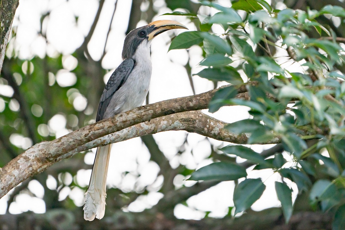 Sri Lanka Gray Hornbill - Joao Quental JQuental